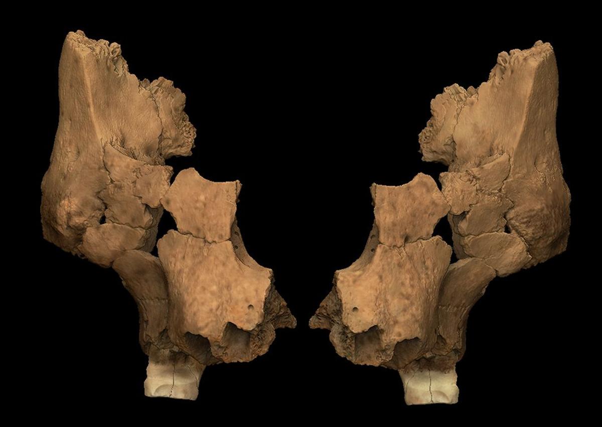 Imagen secundaria 1 - Arrriba, excavaciones en la campaña de 2023; abajo, vista frontal de la reconstrucción virtual de ATE7-1 y Sima del Elefante.