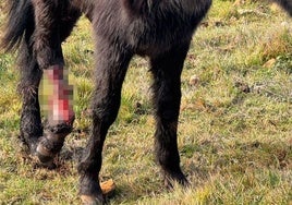 El caballo presentaba una grave herida en una de las patas posteriores.