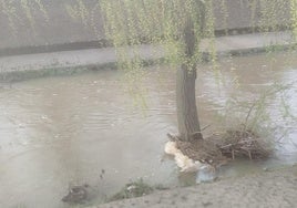 Estado del agua del Río Vena.