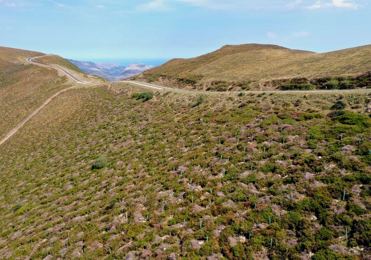 Plantan 700 árboles en el entorno del Picón Blanco para favorecer la biodiversidad