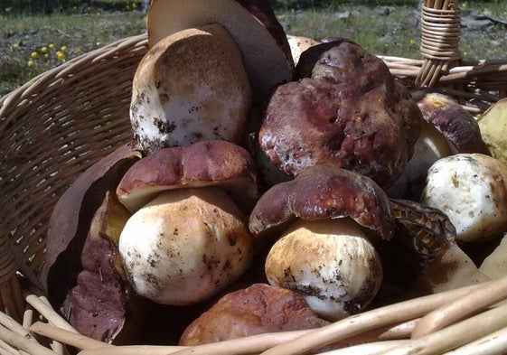 Cesta con boletus pinícola.