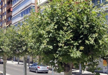 Primavera intensa para los alérgicos en Burgos: el polen estará más tiempo en el aire