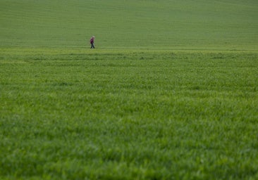 El Itcayl vaticina rendimientos por encima de la media de trigo y cebada en Burgos