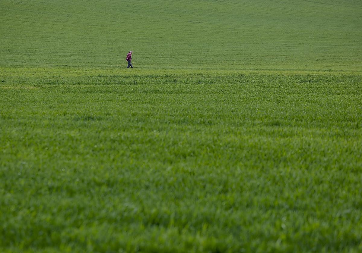 Un agricultor recorre su campo de trigo.