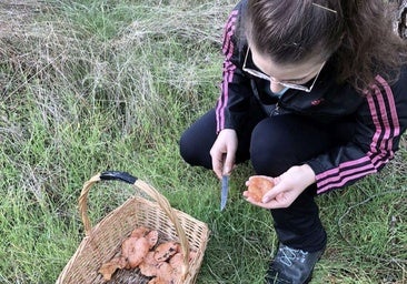 La asociación de Burgos que lleva 25 años estudiando hongos
