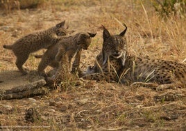 Hembra de lince ibérico junto a sus dos cachorros, en el Centro de cría lince ibérico Acebuche.