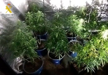 Desmantelan dos plantaciones y un punto de venta de marihuana en Burgos