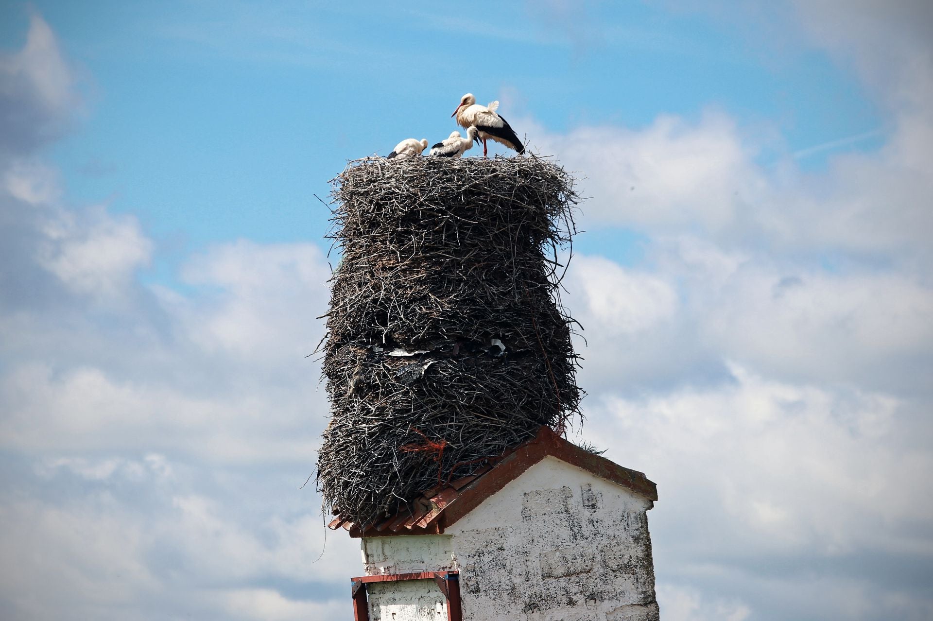 Así es el gigantesco y más famoso nido de cigüeña que está en Burgos sobre una torre inclinada