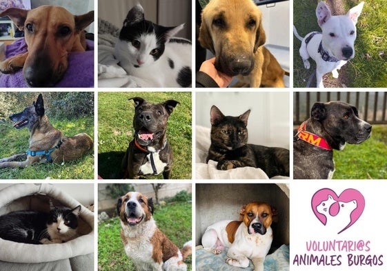 Estos son los animales que buscan un hogar en Burgos