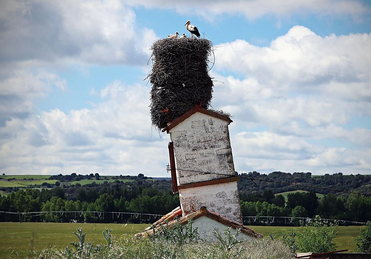 Así es el gigantesco y más famoso nido de cigüeña que está en Burgos sobre una torre inclinada