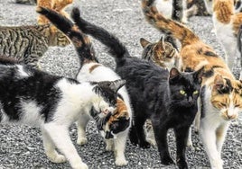Colonia de gatos callejeros
