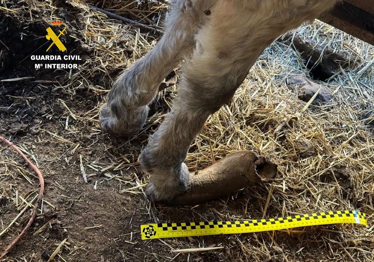 Imagen principal - Investigan por maltrato a un ganadero de Burgos por tener decenas de animales abandonados