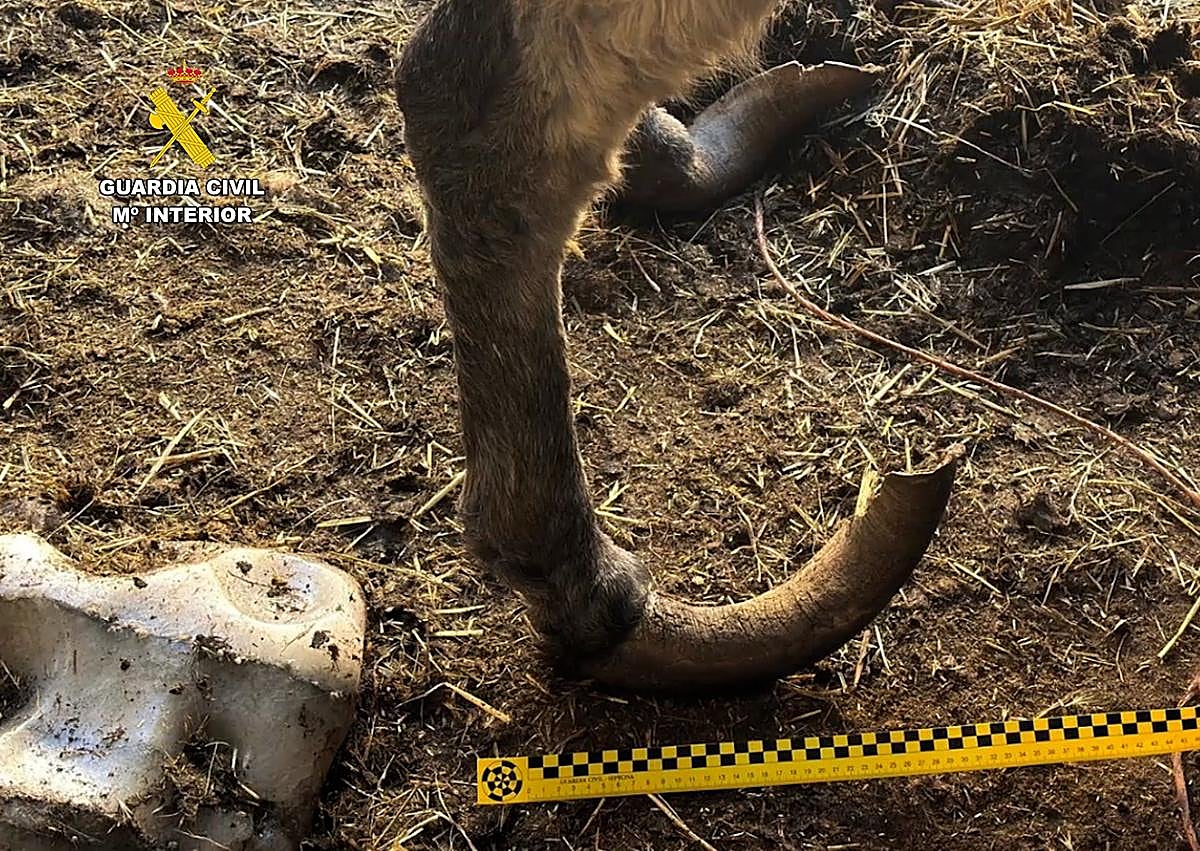 Imagen secundaria 1 - Horror en una granja de Burgos: burros heridos y animales entre heces