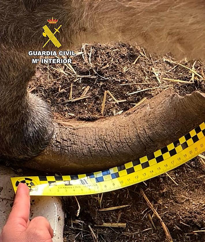 Imagen secundaria 2 - Horror en una granja de Burgos: burros heridos y animales entre heces