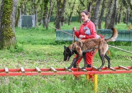 Los perros de rescate entrenando.