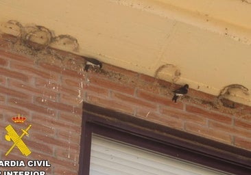 Investigan a un hombre de Burgos por destruir 16 nidos de golondrina