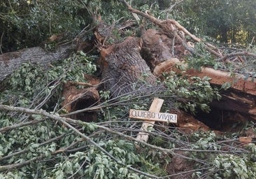 Talan robles centenarios en un pueblo de Burgos para ampliar una carretera: «El roblicidio ha comenzado»