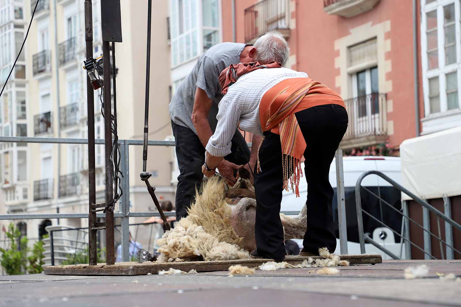 La fiesta del esquileo en Burgos, en imágenes