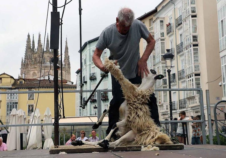 El esquilador quita la lana a una de las ovejas.