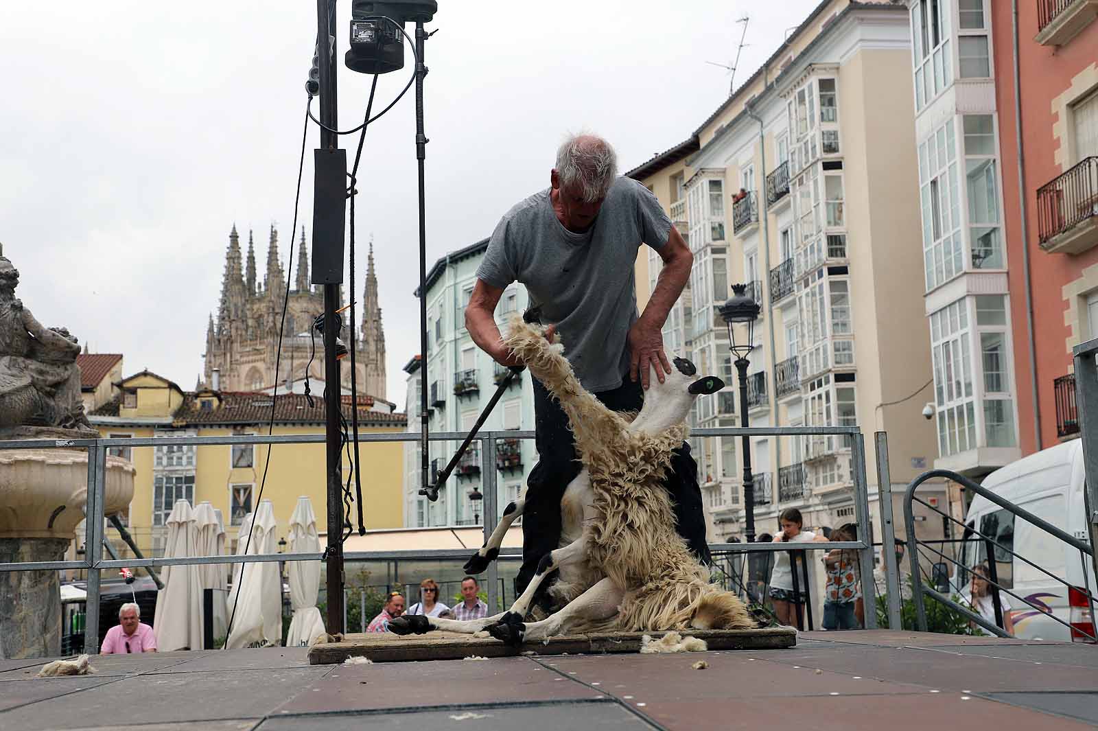 La fiesta del esquileo en Burgos, en imágenes