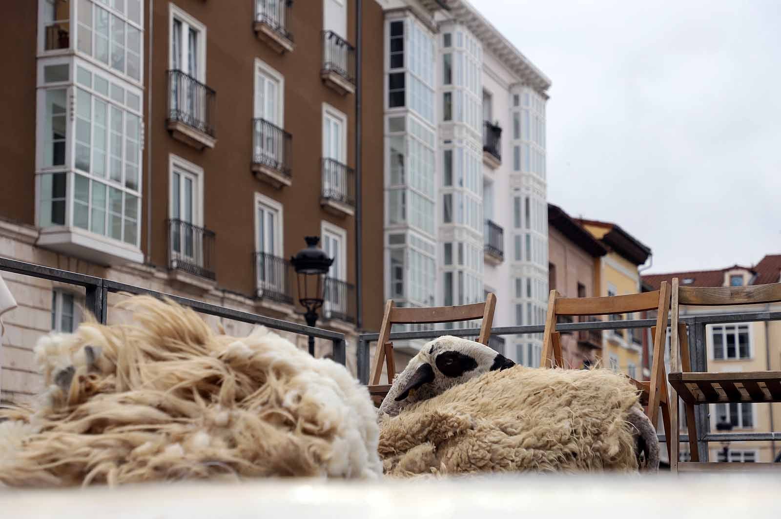 La fiesta del esquileo en Burgos, en imágenes