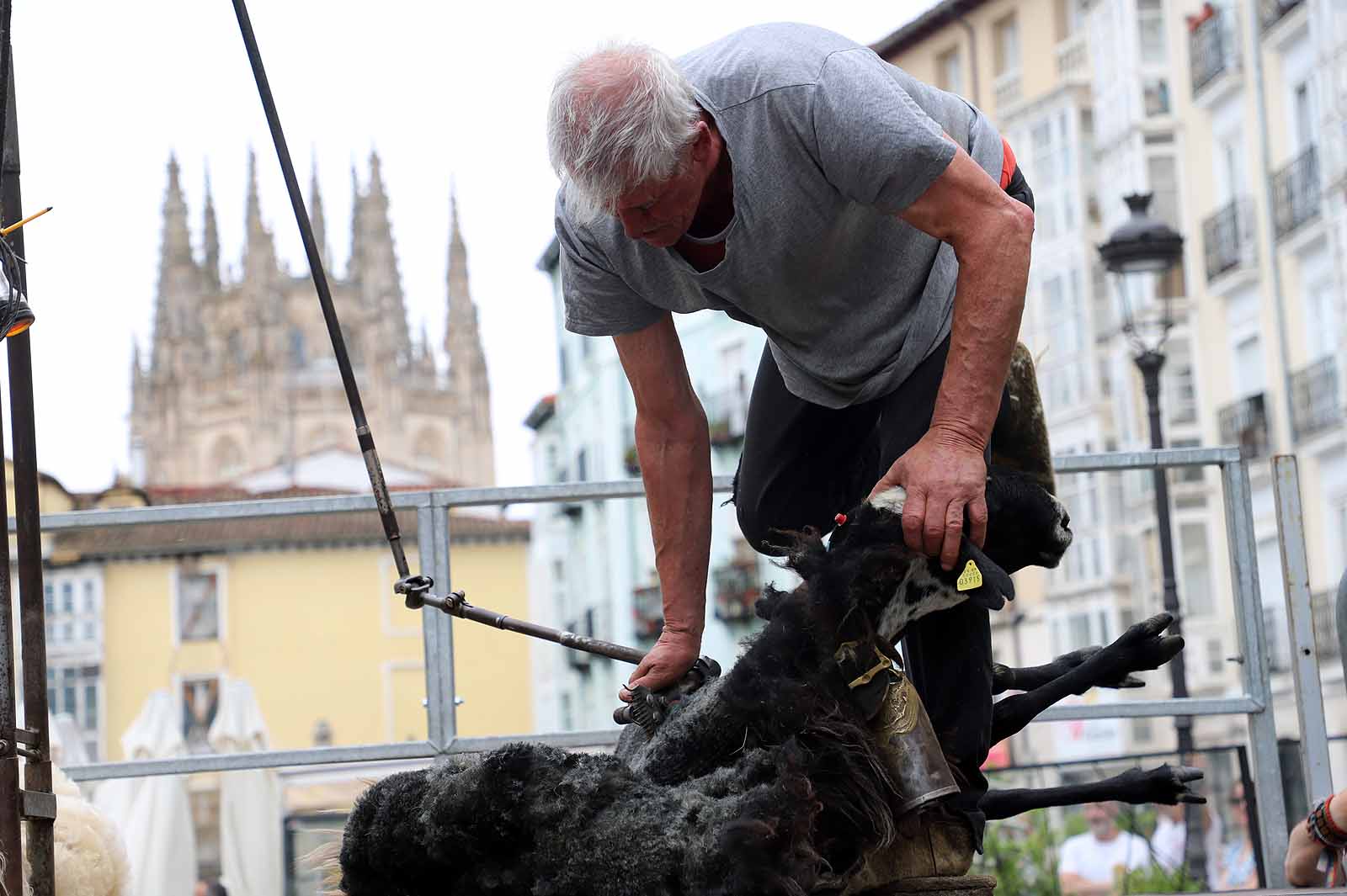 La fiesta del esquileo en Burgos, en imágenes