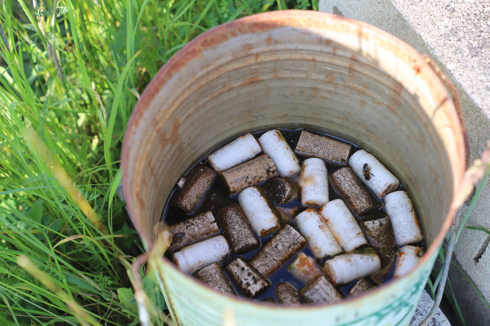Las abejas deben beber agua apoyadas sobre corchos para que no se mojen sus alas.