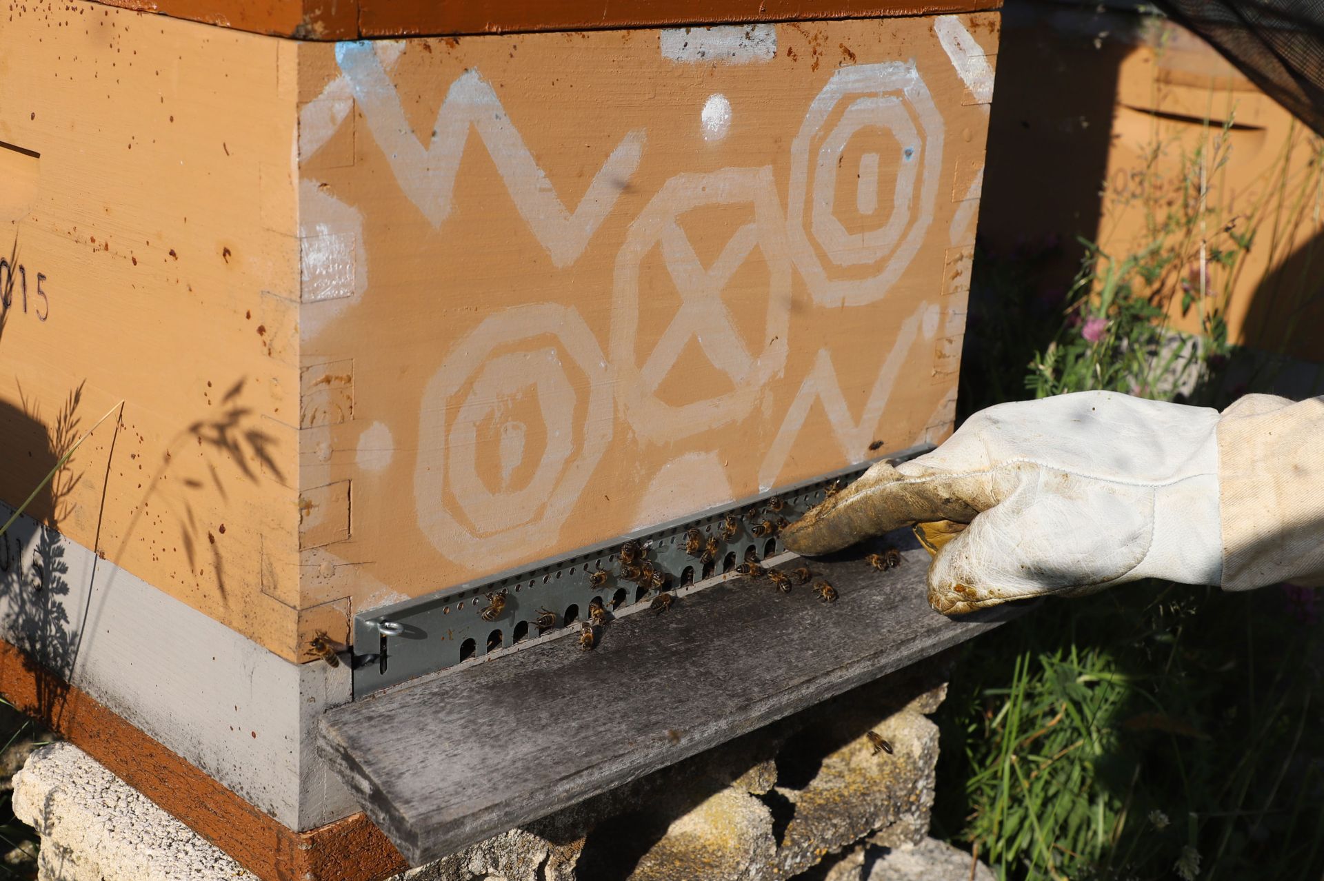 Entre vacas y abejas: así son los ganados de dos jóvenes en un pueblo de Burgos