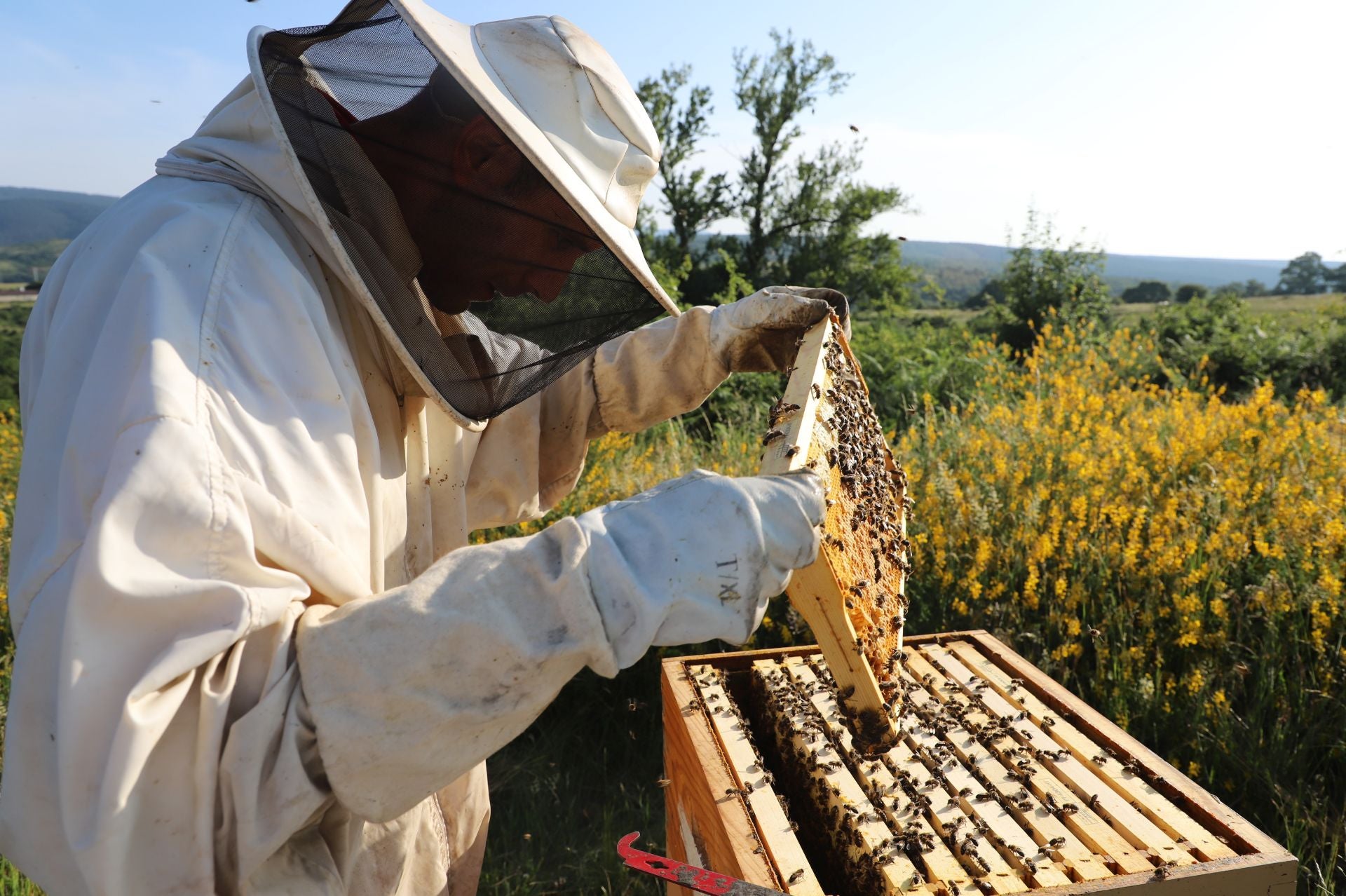 Entre vacas y abejas: así son los ganados de dos jóvenes en un pueblo de Burgos