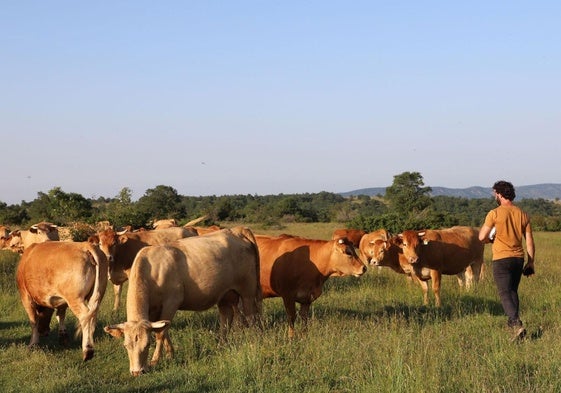 Vacas de Juan pastando en Rábanos, Burgos