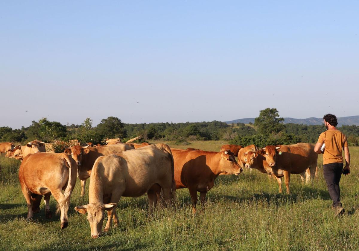 Entre vacas y abejas: así son los ganados de dos jóvenes en un pueblo de Burgos