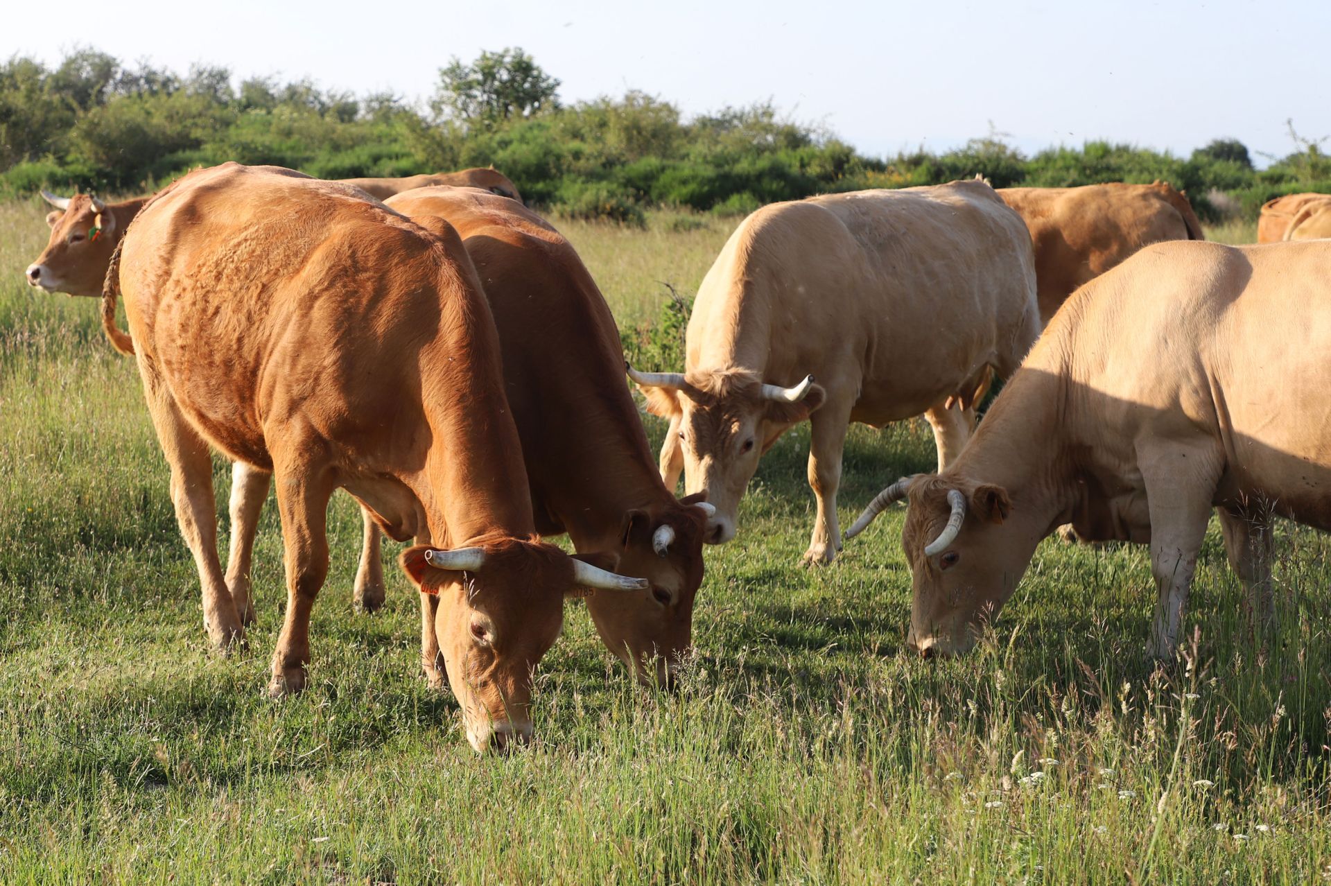 Entre vacas y abejas: así son los ganados de dos jóvenes en un pueblo de Burgos