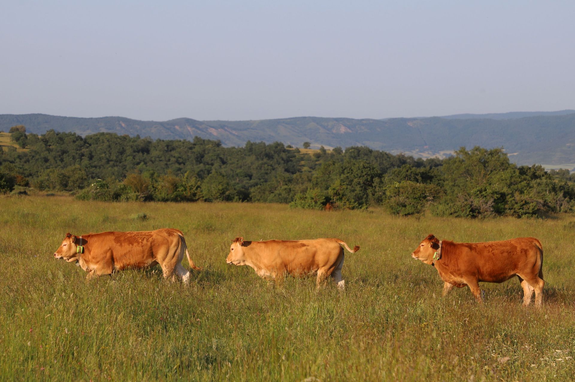 Entre vacas y abejas: así son los ganados de dos jóvenes en un pueblo de Burgos
