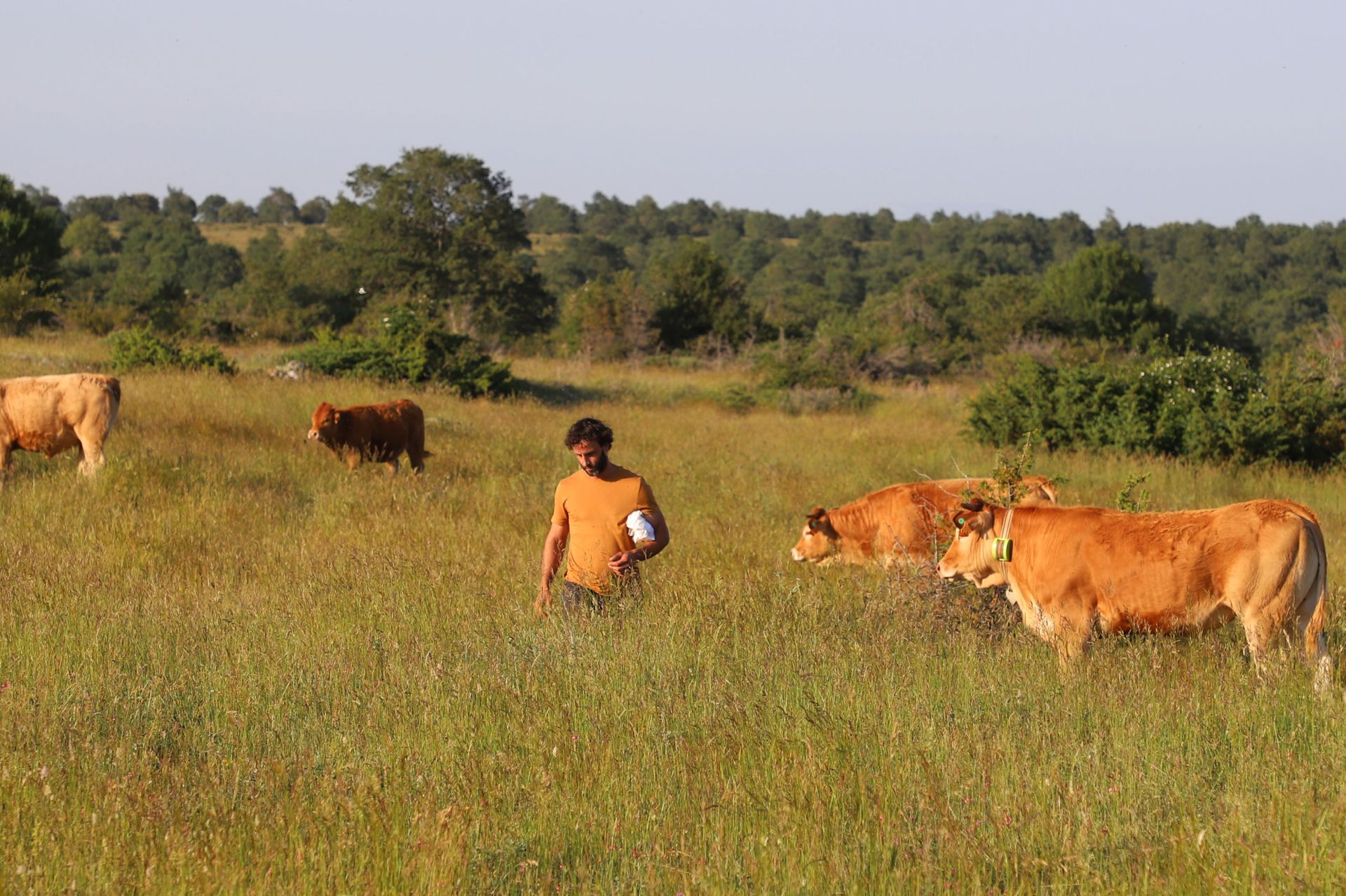 Entre vacas y abejas: así son los ganados de dos jóvenes en un pueblo de Burgos