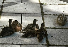 La familia de patos en el centro cívico de San Agustín.