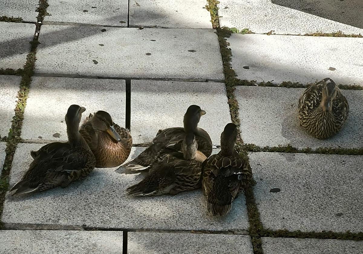 La familia de patos en el centro cívico de San Agustín.