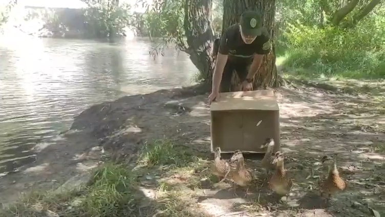 Los curiosos visitantes de la ciudad de Burgos son devueltos al río