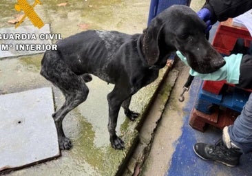 Investigan a dos hombres por la muerte de un perro y el maltrato de otros 23 tras seguirles la pista desde Burgos