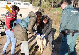 Perros rescatados por la Guardia Civil