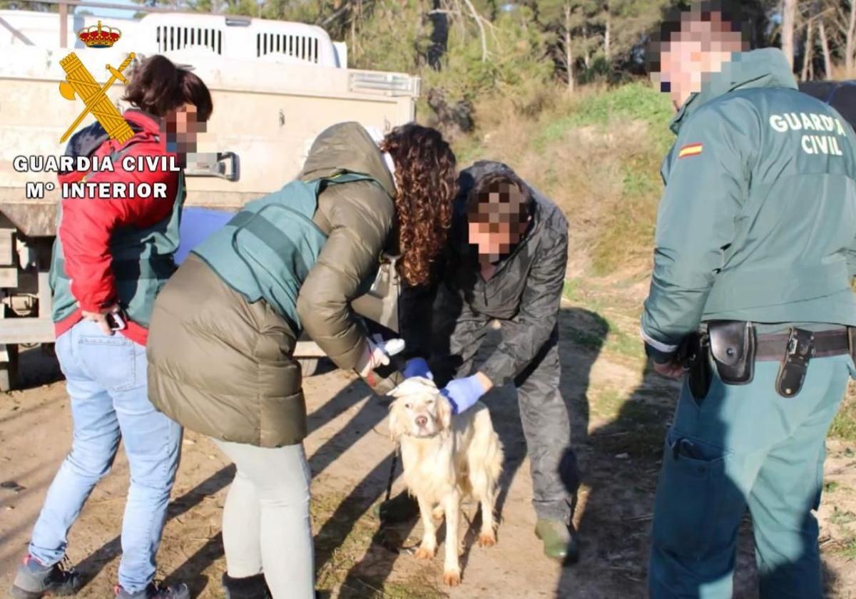 El rescate de 23 perros maltratados, en imágenes