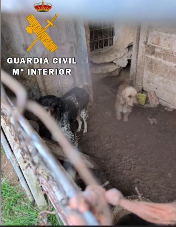 El rescate de 23 perros maltratados, en imágenes