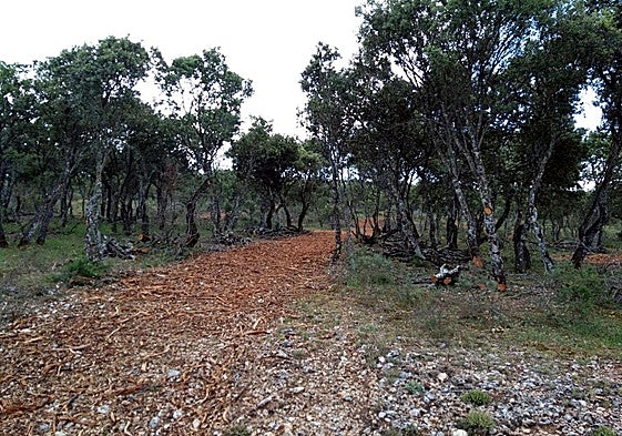 La UBU lidera una iniciativa para recuperar bosques rurales y frenar la despoblación en Burgos
