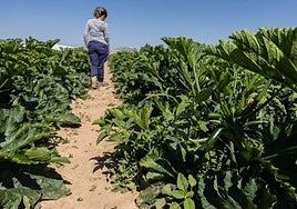 La brecha de género se mantiene en el campo de Castilla y León