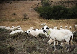 Ovejas en una antigua explotación de Arlanzón, en Burgos.