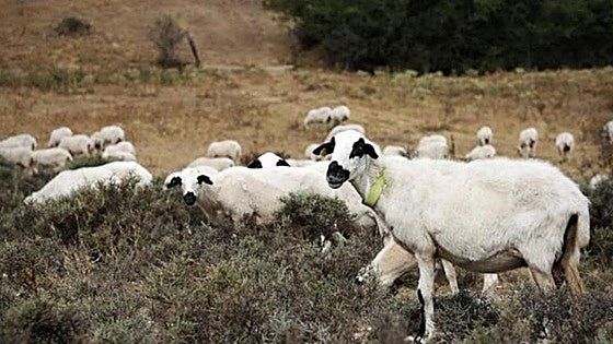 Más cabras pero menos ovejas: así se reparte este ganado decreciente en Burgos