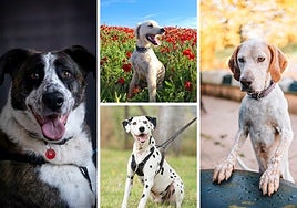 Fotos finalistas de la pasada edición del concurso.