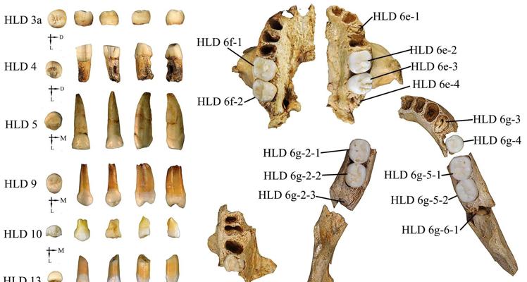 Dientes humanos hallados en el yacimiento de Hualongdong.
