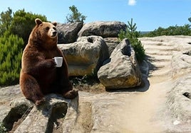 Meme del oso realizado por los vecinos del pueblo de Burgos donde fue supuestamente avistado.