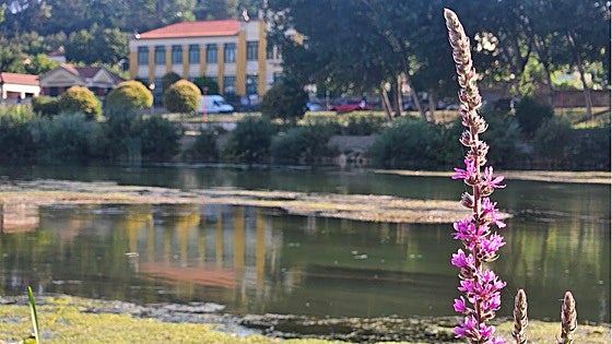 Investigan un vertido contaminante en el río Bayas tras la aparición de peces muertos
