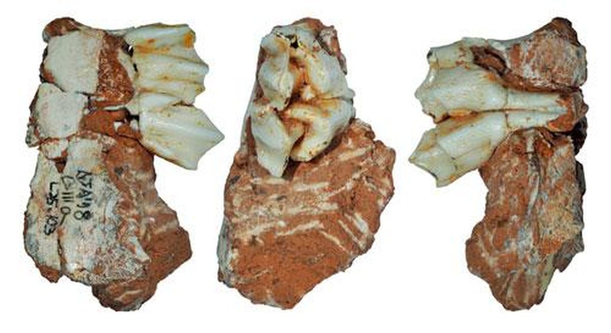 Diente fósil de un reno, hallado en el yacimiento de Galería.